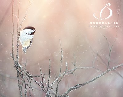 Winter-Wildlife-2021-1158-Edit-2.jpg