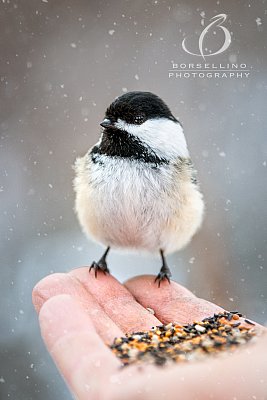 Winter-Wildlife-2021-1341-Edit.jpg