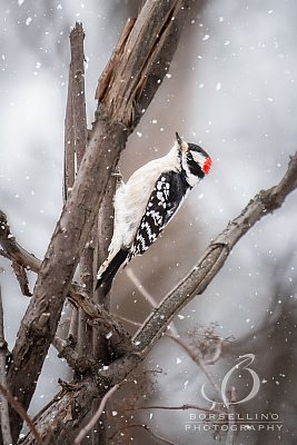 Winter-Wildlife-2021-1406-Edit.jpg